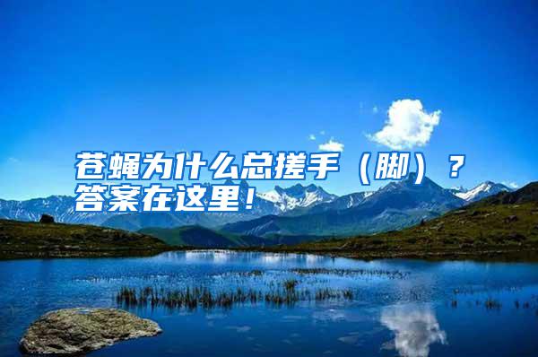 蒼蠅為什么總搓手（腳）？答案在這里！