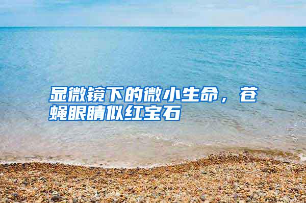 顯微鏡下的微小生命，蒼蠅眼睛似紅寶石