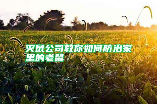滅鼠公司教你如何防治家里的老鼠