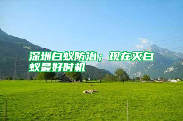 深圳白蟻防治；現(xiàn)在滅白蟻?zhàn)詈脮r機(jī)