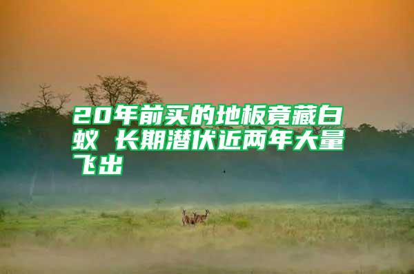 20年前買(mǎi)的地板竟藏白蟻 長(zhǎng)期潛伏近兩年大量飛出