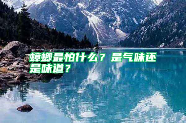 蟑螂最怕什么？是氣味還是味道？