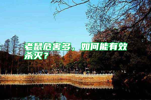 老鼠危害多，如何能有效殺滅？