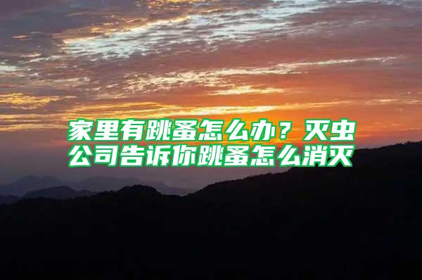 家里有跳蚤怎么辦？滅蟲公司告訴你跳蚤怎么消滅