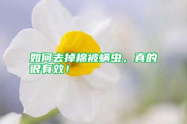 如何去掉棉被螨蟲，真的很有效！