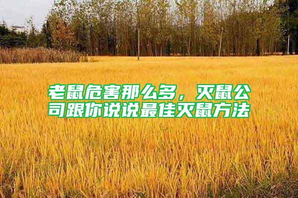 老鼠危害那么多，滅鼠公司跟你說說最佳滅鼠方法