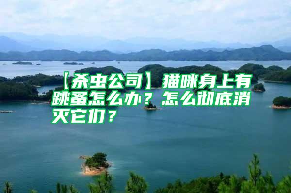 【殺蟲(chóng)公司】貓咪身上有跳蚤怎么辦？怎么徹底消滅它們？
