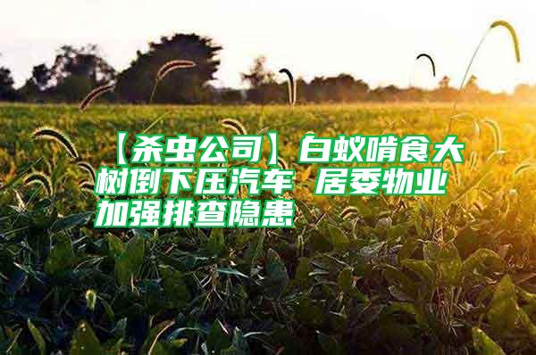 【殺蟲公司】白蟻啃食大樹倒下壓汽車 居委物業(yè)加強排查隱患