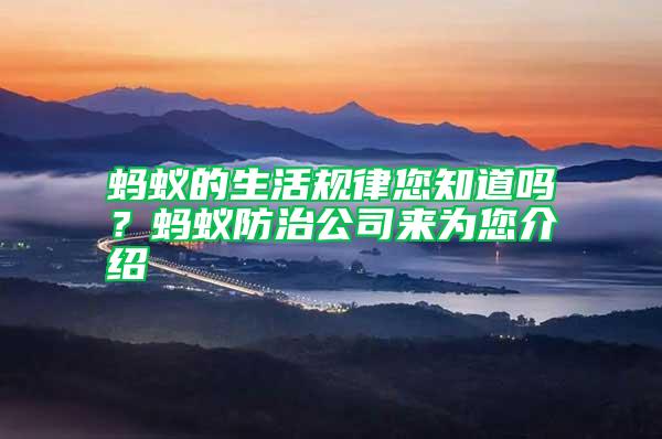 螞蟻的生活規(guī)律您知道嗎?螞蟻防治公司來為您介紹