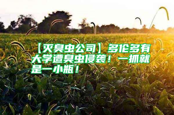 【滅臭蟲公司】多倫多有大學(xué)遭臭蟲侵襲！一抓就是一小瓶！