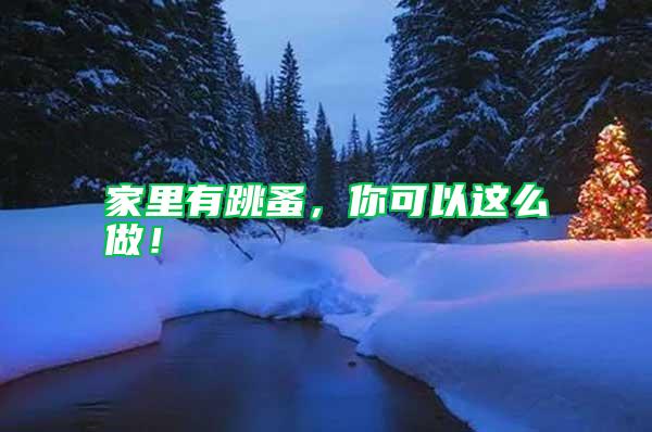 家里有跳蚤，你可以這么做！