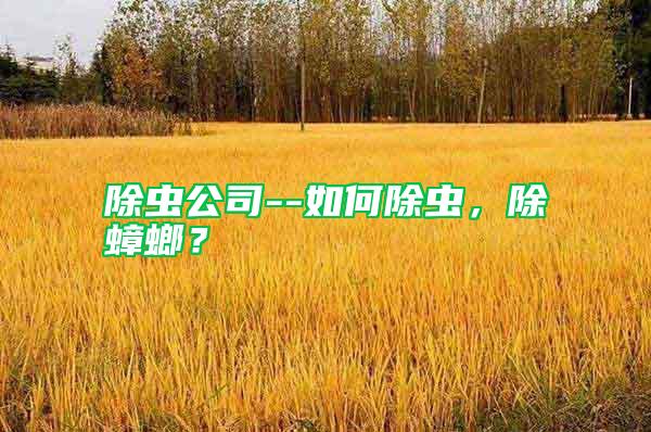 除蟲公司--如何除蟲，除蟑螂？