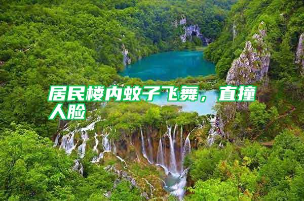 居民樓內(nèi)蚊子飛舞，直撞人臉