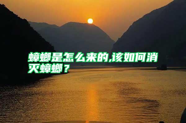 蟑螂是怎么來的,該如何消滅蟑螂？