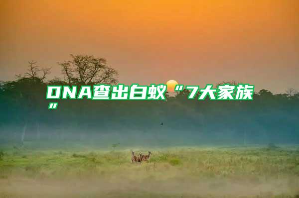 DNA查出白蟻“7大家族”