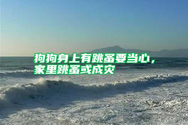 狗狗身上有跳蚤要當心，家里跳蚤或成災