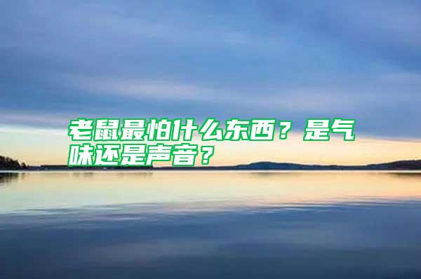 老鼠最怕什么東西？是氣味還是聲音？