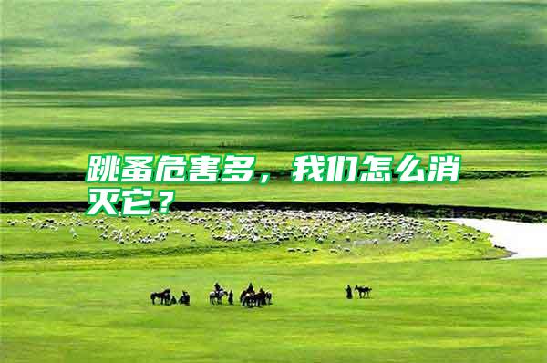 跳蚤危害多，我們怎么消滅它？