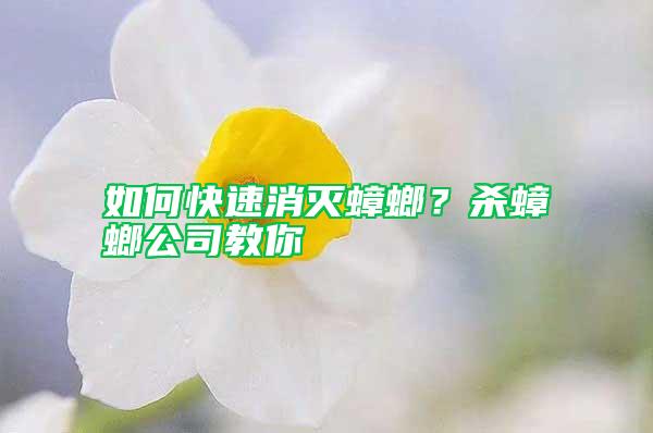 如何快速消滅蟑螂？殺蟑螂公司教你