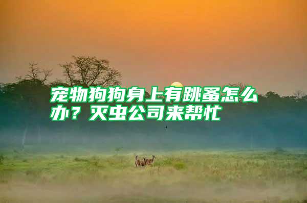 寵物狗狗身上有跳蚤怎么辦？滅蟲公司來幫忙