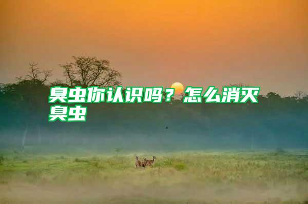 臭蟲你認識嗎？怎么消滅臭蟲