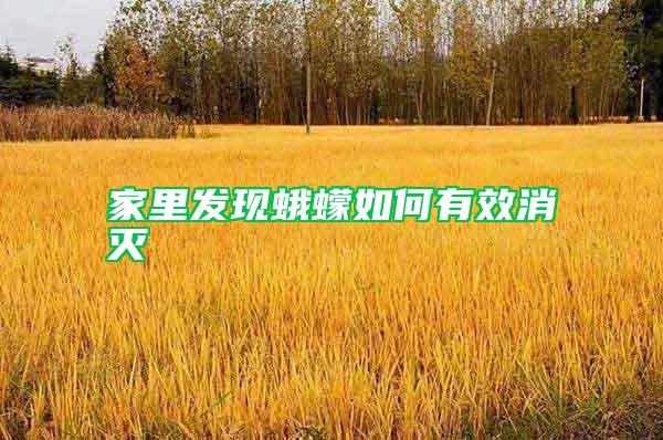 家里發(fā)現(xiàn)蛾蠓如何有效消滅