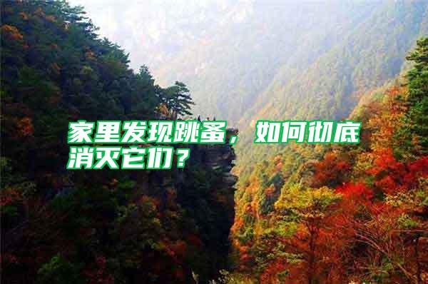 家里發(fā)現(xiàn)跳蚤，如何徹底消滅它們？