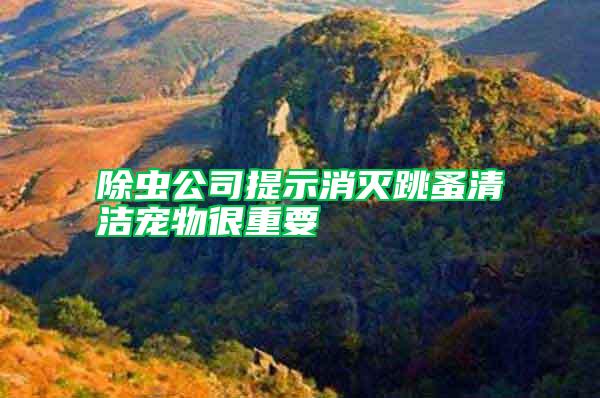 除蟲(chóng)公司提示消滅跳蚤清潔寵物很重要