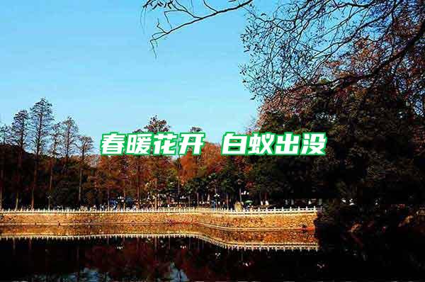 春暖花開(kāi) 白蟻出沒(méi)