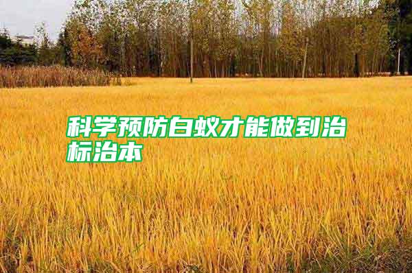 科學預(yù)防白蟻才能做到治標治本