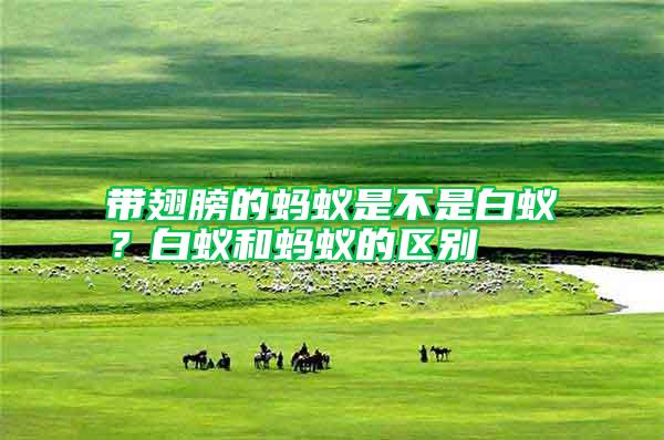 帶翅膀的螞蟻是不是白蟻？白蟻和螞蟻的區(qū)別
