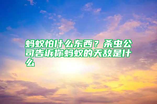 螞蟻怕什么東西？殺蟲公司告訴你螞蟻的天敵是什么