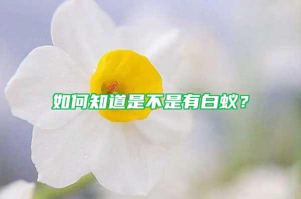 如何知道是不是有白蟻？