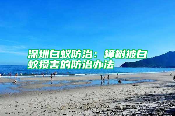 深圳白蟻防治:樟樹被白蟻損害的防治辦法