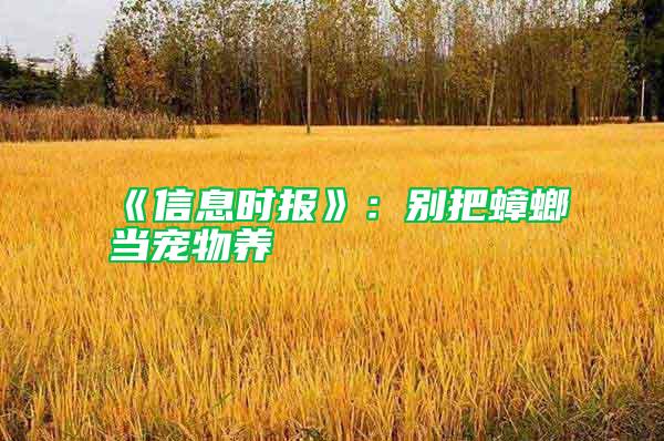 《信息時報》：別把蟑螂當(dāng)寵物養(yǎng)