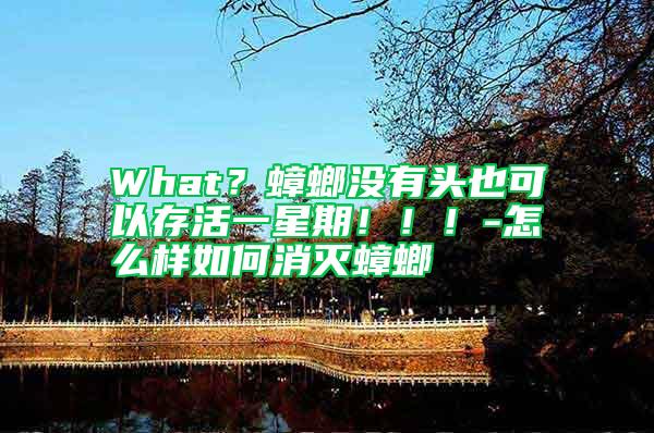 What？蟑螂沒有頭也可以存活一星期?。?！-怎么樣如何消滅蟑螂