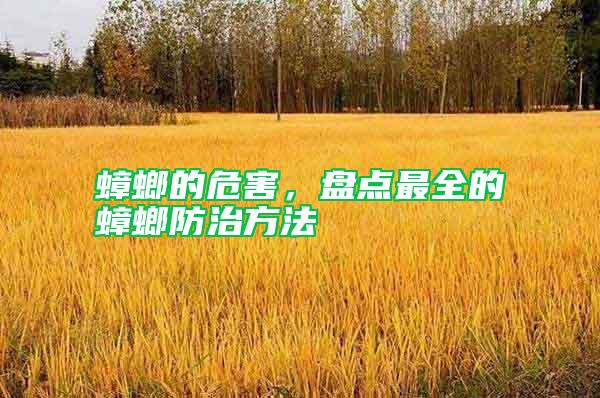 蟑螂的危害，盤(pán)點(diǎn)最全的蟑螂防治方法