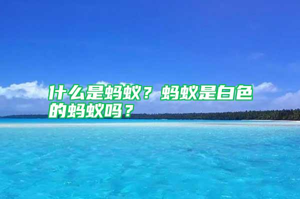 什么是螞蟻？螞蟻是白色的螞蟻嗎？