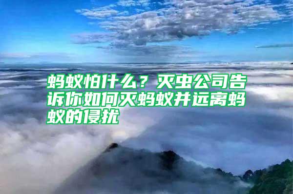 螞蟻怕什么？滅蟲公司告訴你如何滅螞蟻并遠(yuǎn)離螞蟻的侵?jǐn)_