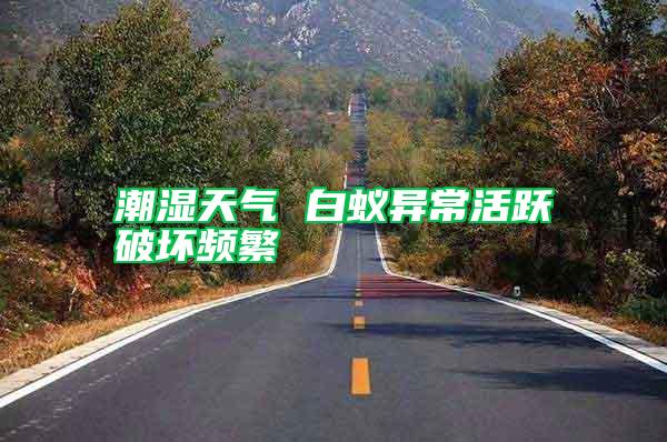 潮濕天氣 白蟻異?；钴S破壞頻繁