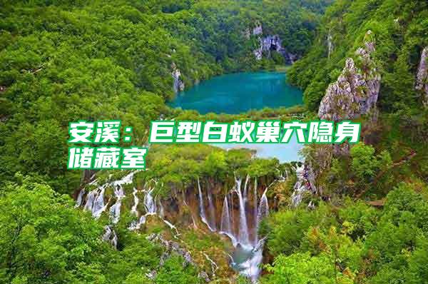 安溪:巨型白蟻巢穴隱身儲(chǔ)藏室