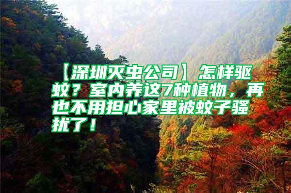 【深圳滅蟲公司】怎樣驅蚊？室內養(yǎng)這7種植物，再也不用擔心家里被蚊子騷擾了！