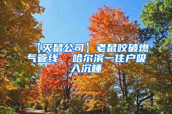 【滅鼠公司】老鼠咬破燃氣管線  哈爾濱一住戶吸入沉睡