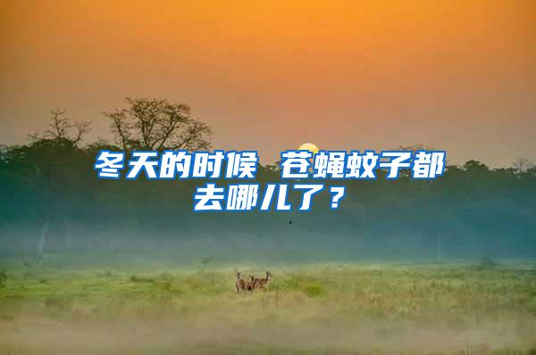 冬天的時候 蒼蠅蚊子都去哪兒了？