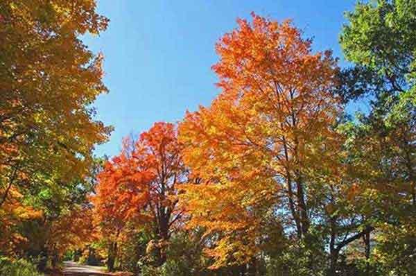 大廈蟑螂、蚊蠅、老鼠等病媒生物防治消殺作業(yè)方案