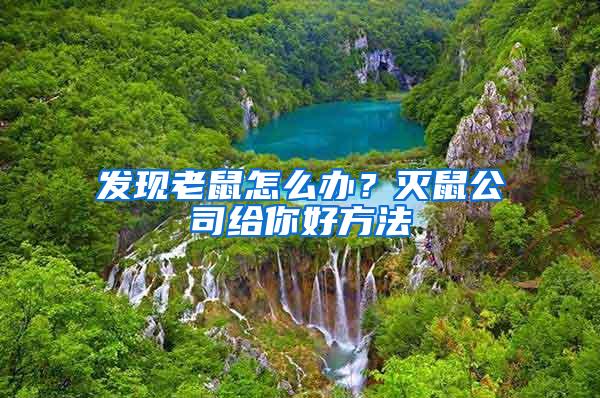 發(fā)現(xiàn)老鼠怎么辦？滅鼠公司給你好方法