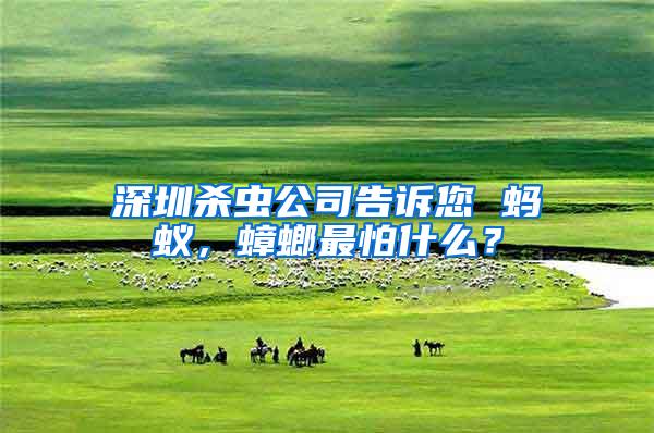 深圳殺蟲公司告訴您 螞蟻，蟑螂最怕什么？