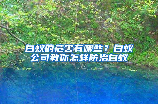 白蟻的危害有哪些？白蟻公司教你怎樣防治白蟻