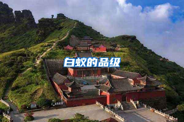 白蟻的品級(jí)