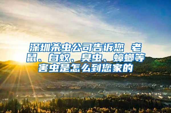 深圳殺蟲公司告訴您 老鼠、白蟻、臭蟲、蟑螂等害蟲是怎么到您家的